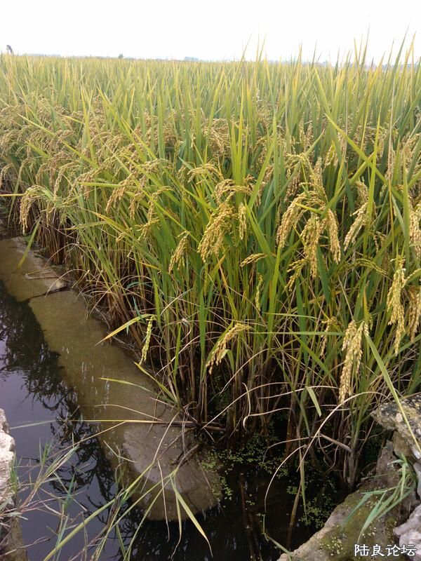 ���ļ�¼��-��̽������µ�ˮ���Ļ�