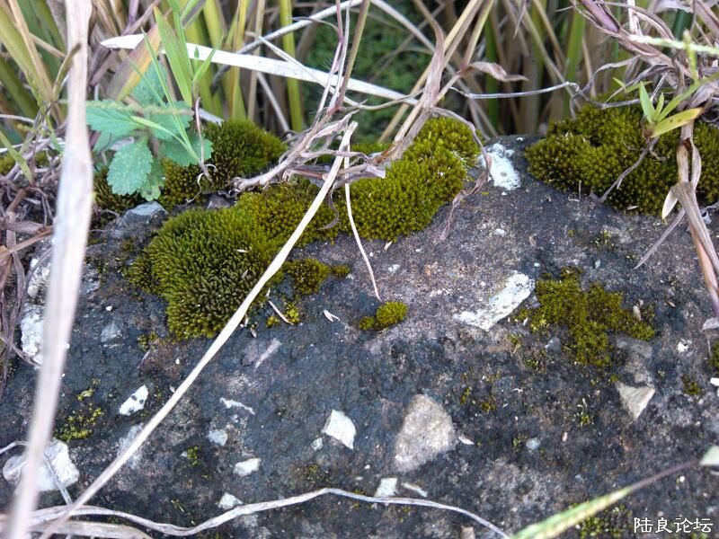 ���ļ�¼��-���̦����