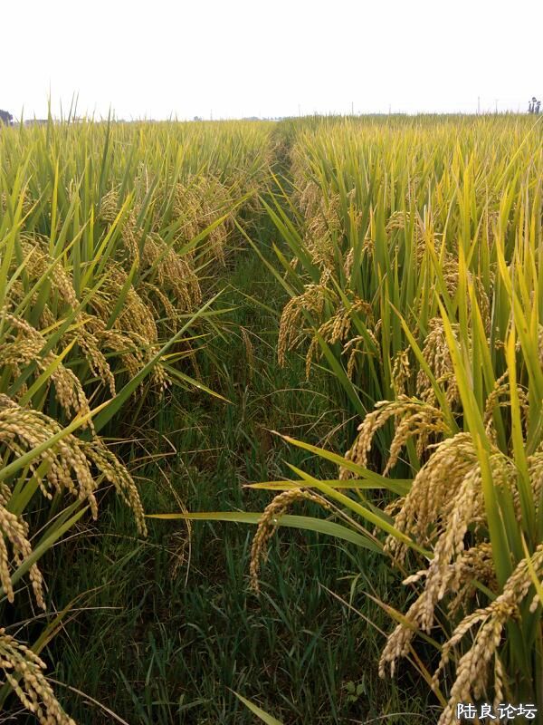 ���ļ�¼��-��������쵾�ҵĻ�ӭ��ʽ