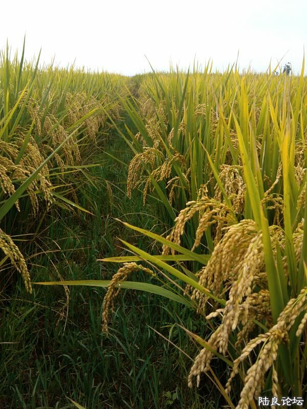 ���ļ�¼��-���ͷ�ĳ���̧ͷ�ĳɳ�