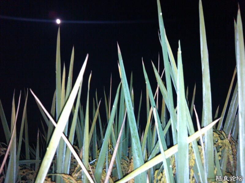 ���ļ�¼��-����ҹ��