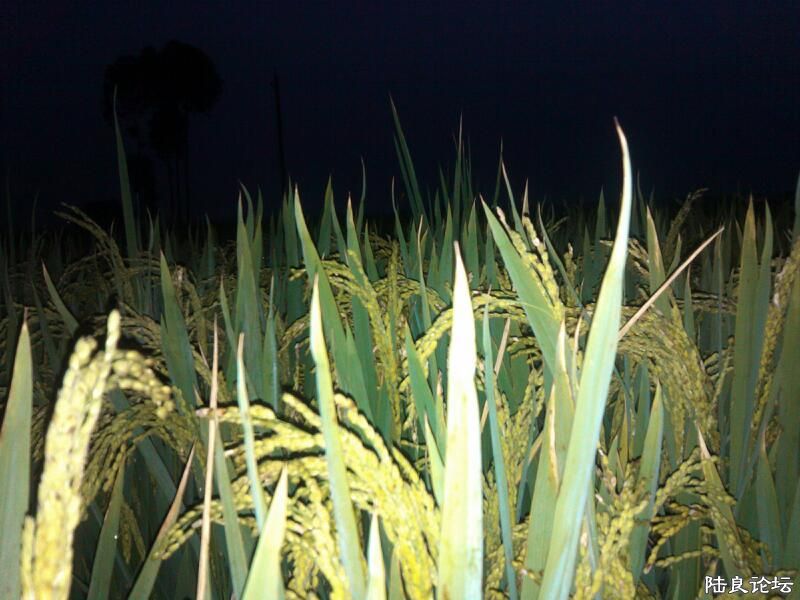 ���ļ�¼��-��ҽе����е�����