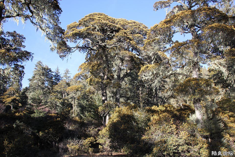 psbCAFF0VHK - ����.jpg