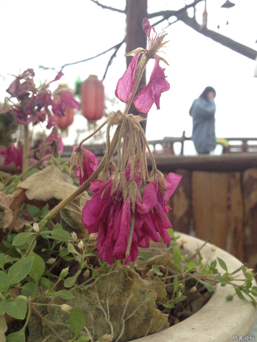 ����ǳ���ɽ��һ��ɽׯ~