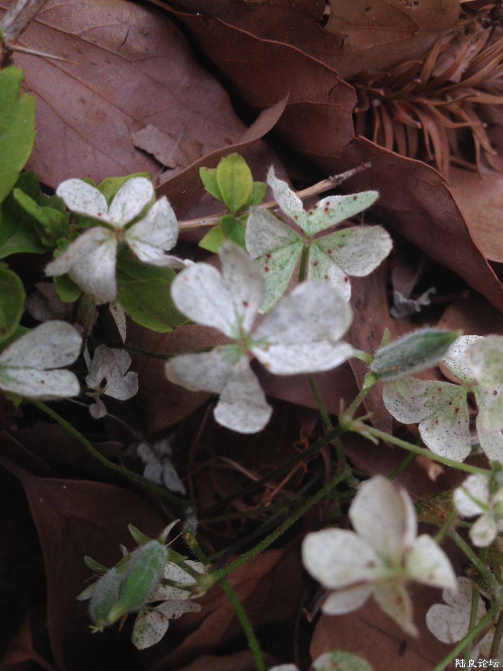 ��������Ҷ��~