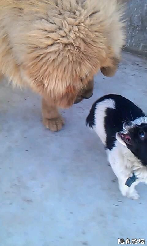 ���� ��������