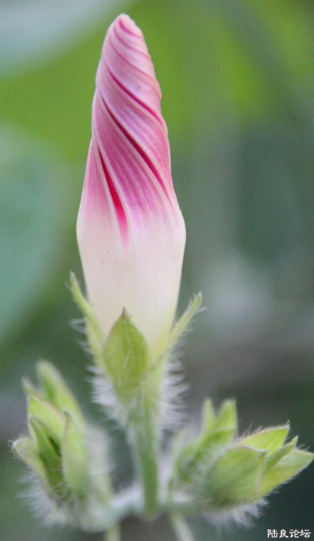 �Ǻǣ�ǣţ��