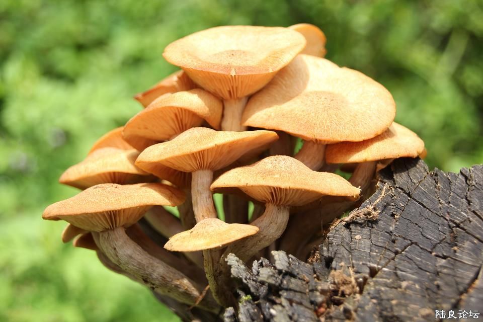 Ұ������֪�ܲ��ܳԣ�