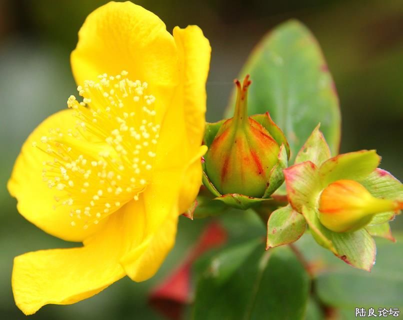 ��֪���Ļ�