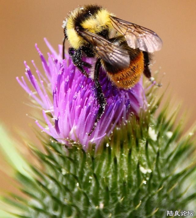 �������Ե�æ