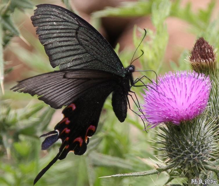 ��ʳ�����������š�