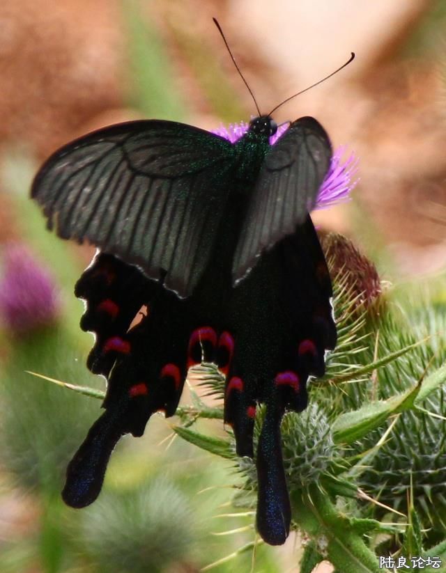 ���š���������ϰ׳�