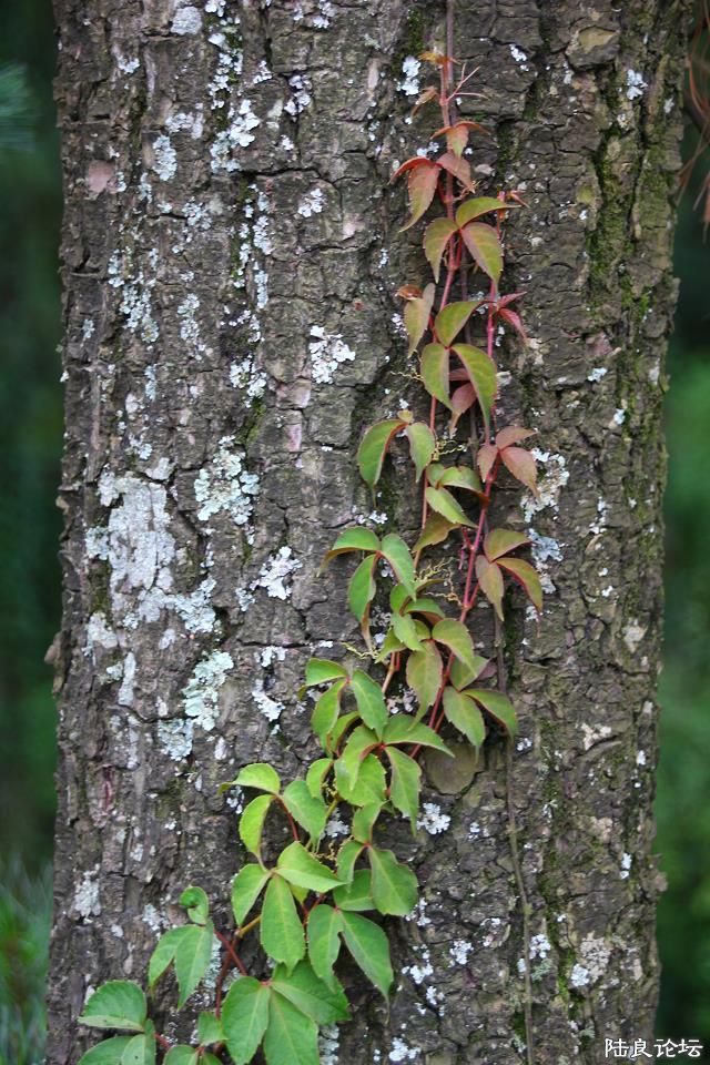 ������ֻ�����ǿ��