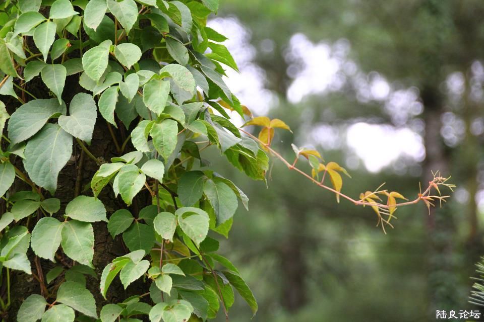 ��ո¶ͷ�ǡ�