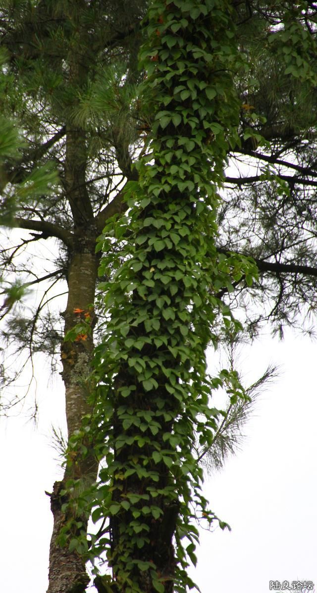 ��Ϊ���Ҹߴ�������