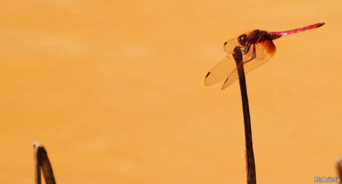 ͯ��ĺ�����