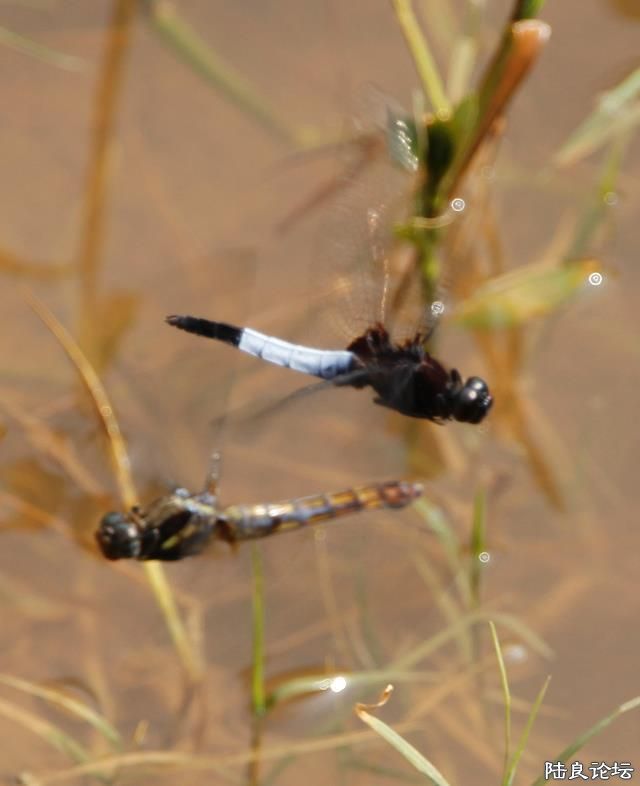 ����˫��