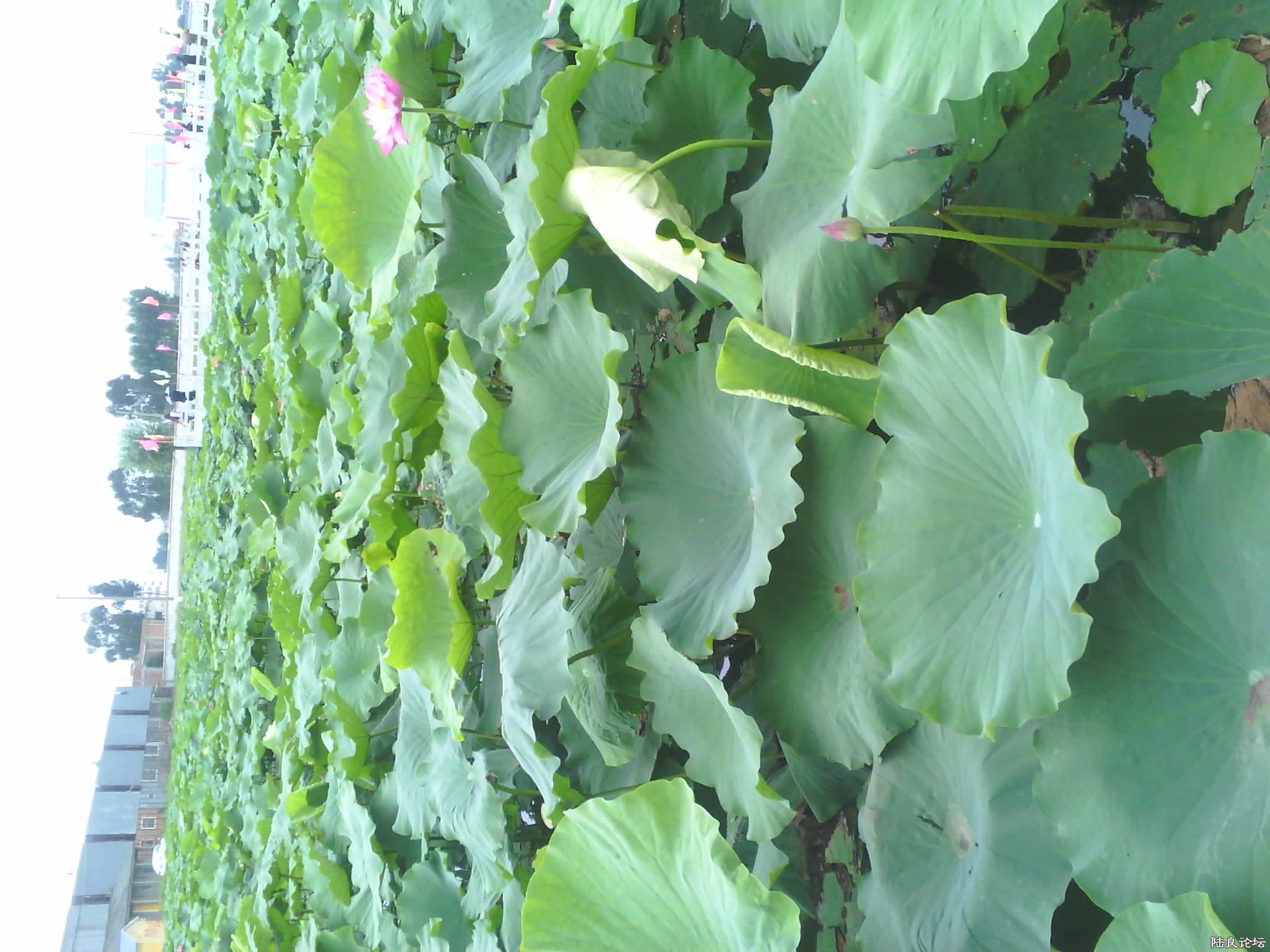 ��ˮ������