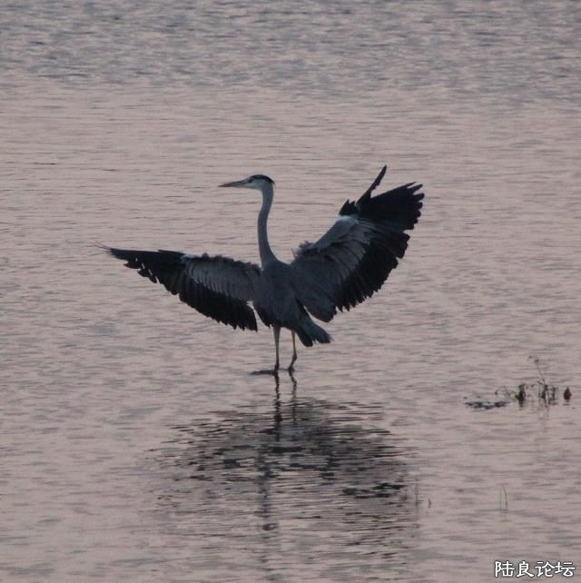 Ϧ���µ��赸