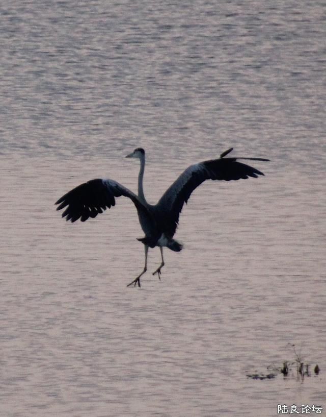 Ϧ���µ��赸