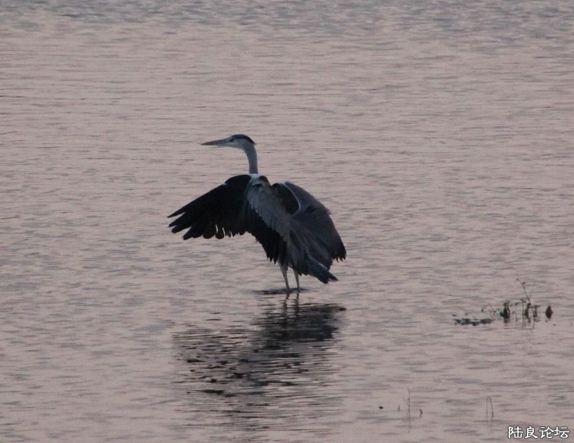 Ϧ���µ��赸