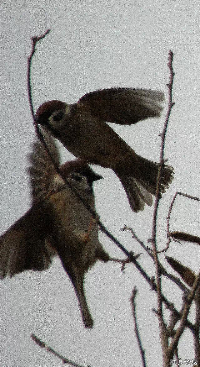 psb (5) - ����.jpg