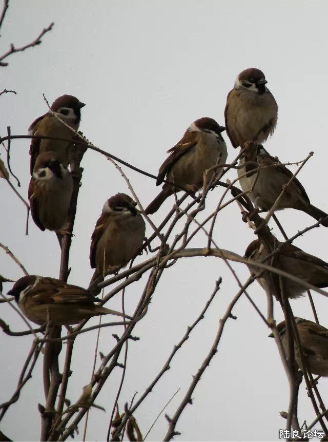 psb (9) - ���� - ����.jpg