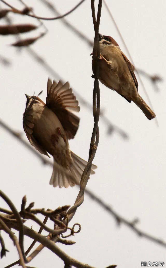 psb (13) - ���� - ����.jpg