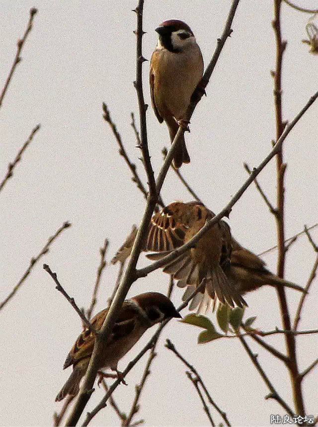 psb (17) - ���� - ����.jpg