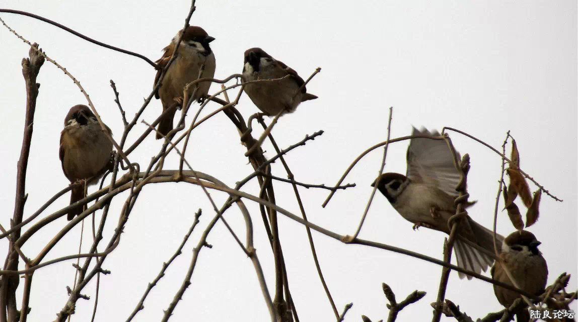 psb (1) - ����.jpg