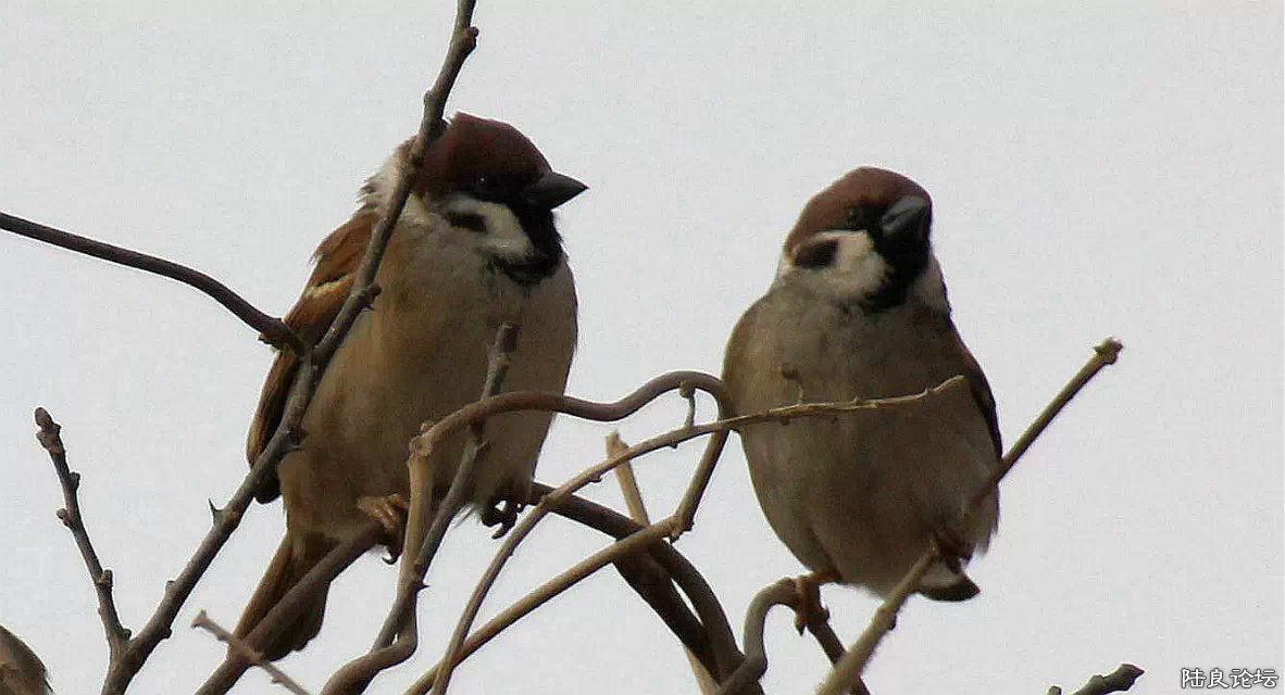 psb (3) - ����.jpg