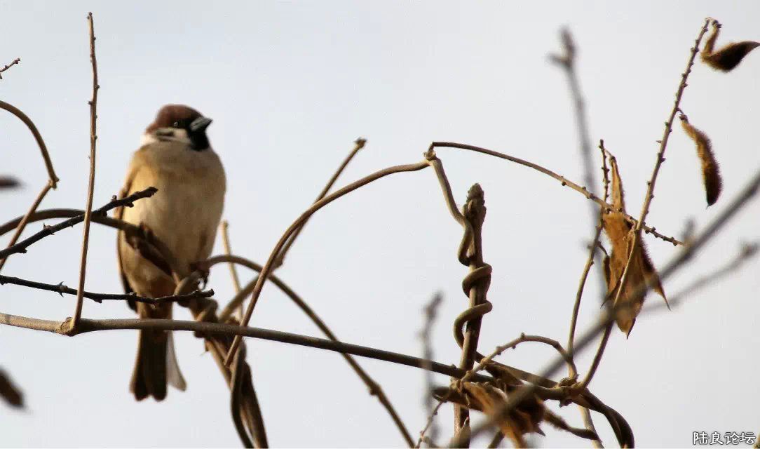 psb (12) - ���� - ����.jpg