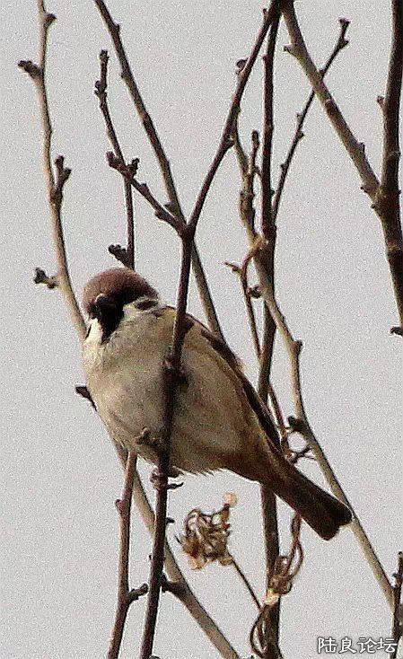 psb (20) - ���� - ����.jpg