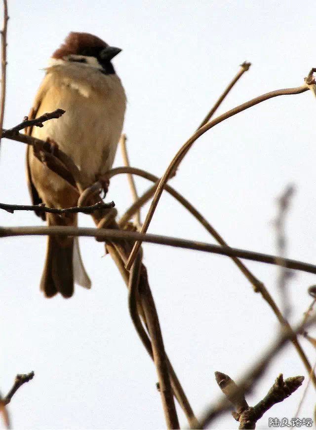 psb (11) - ���� - ����.jpg