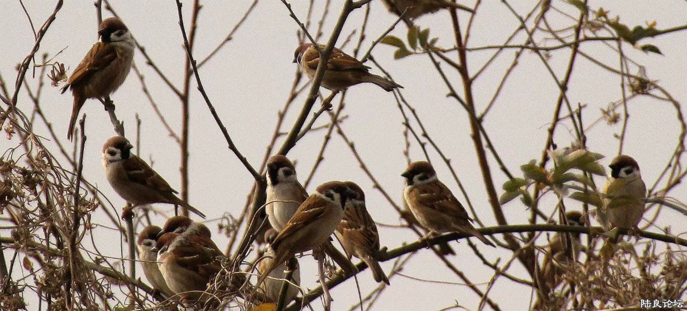 psb (15) - ���� - ����.jpg