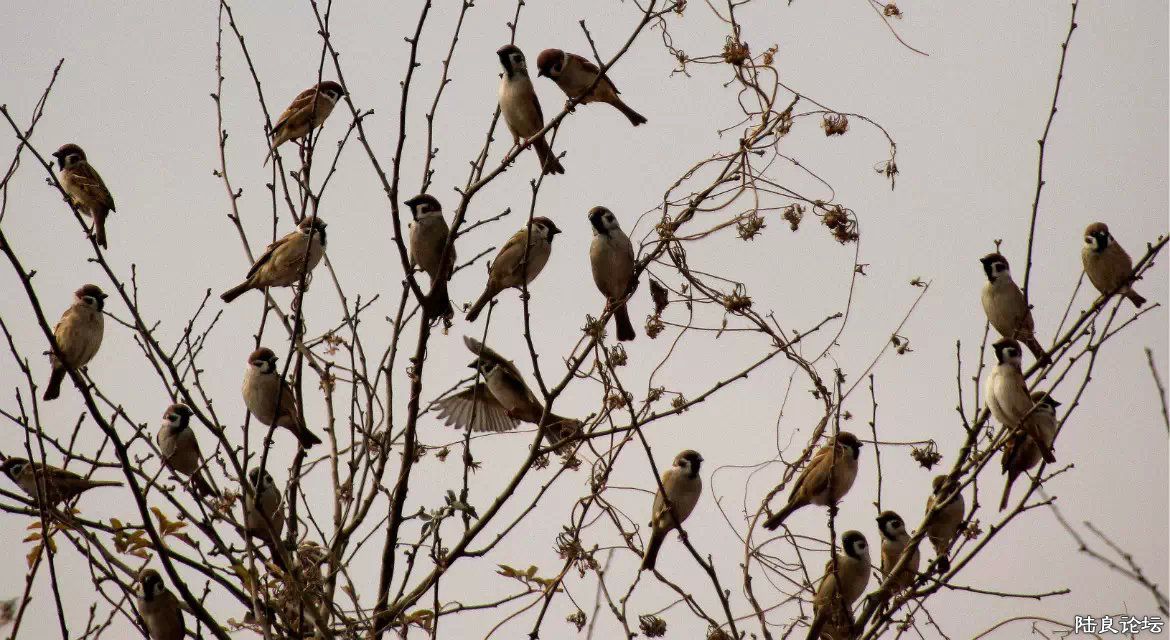 psb (19) - ���� - ����.jpg