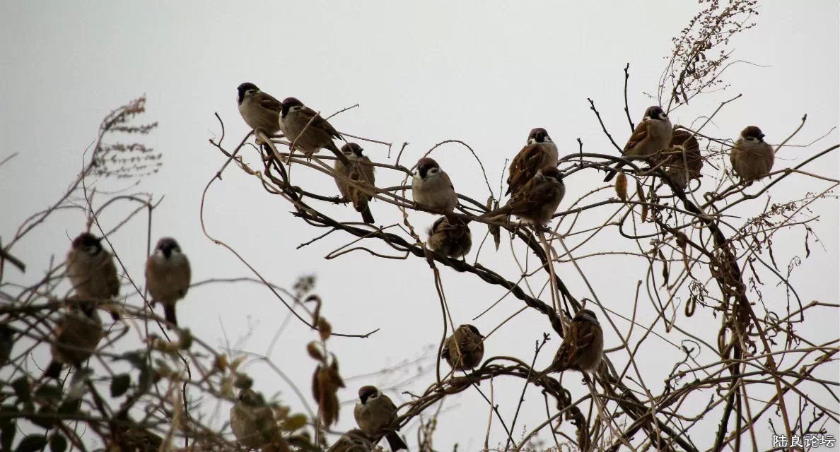 psb - ���� - ����.jpg