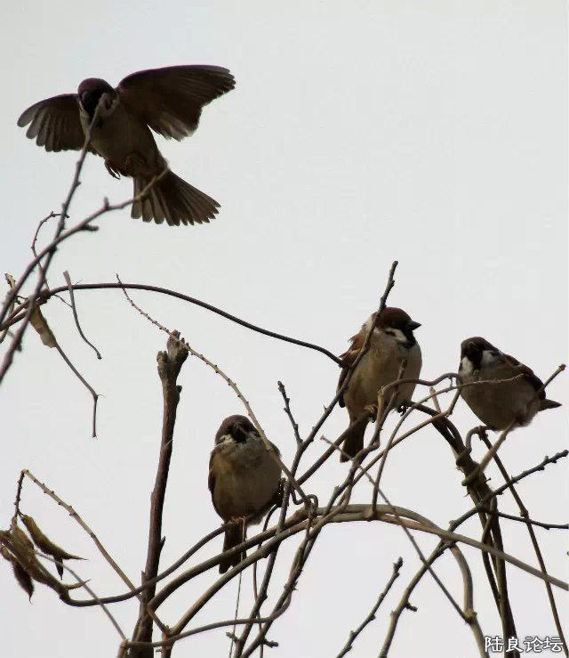 psb (2) - ����.jpg