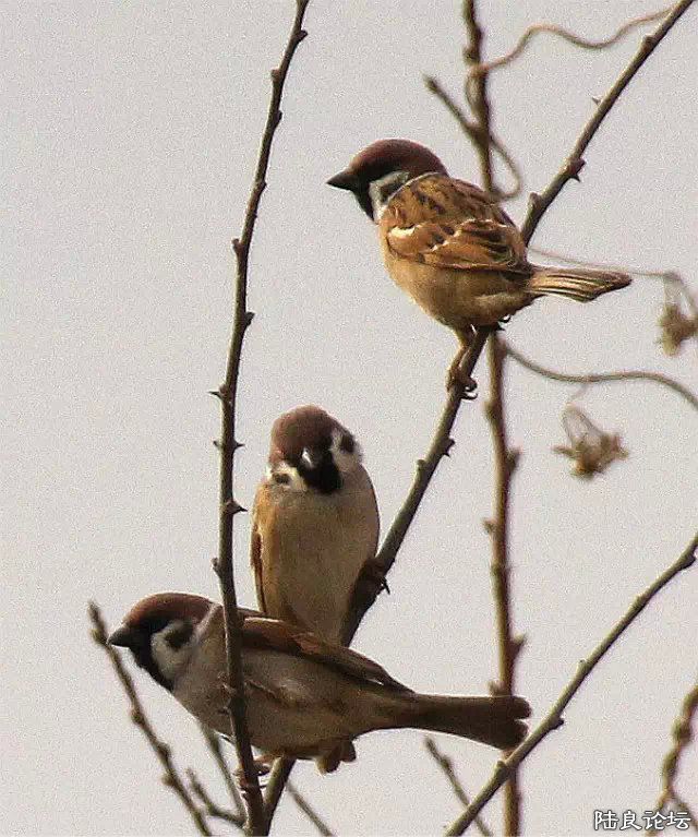 psb (14) - ���� - ����.jpg