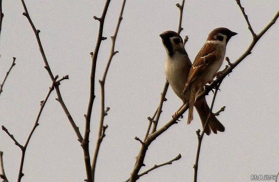 psb (18) - ���� - ����.jpg