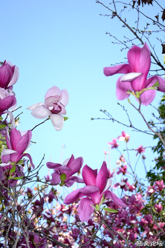 ������԰��������