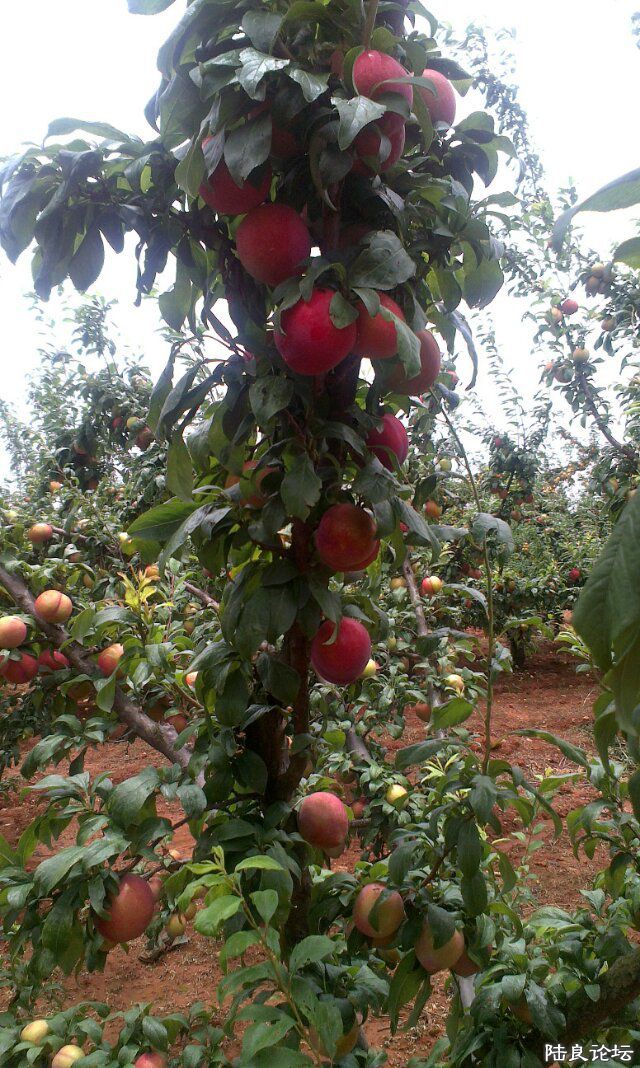 С�ٻ�������