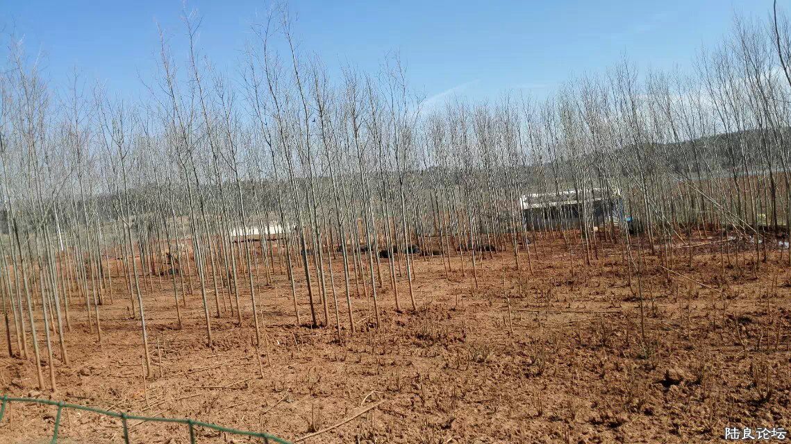 �����ķ���Ұ��