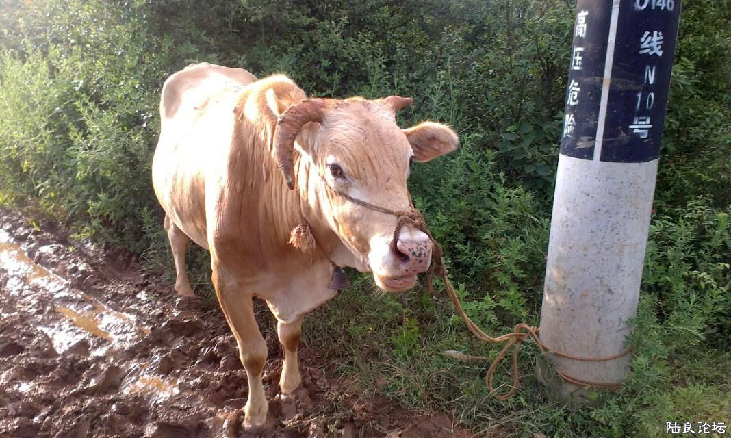 ����ɽ���ϻ�ţ