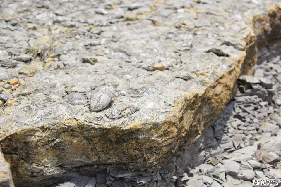 ���ǻ�ʯ��