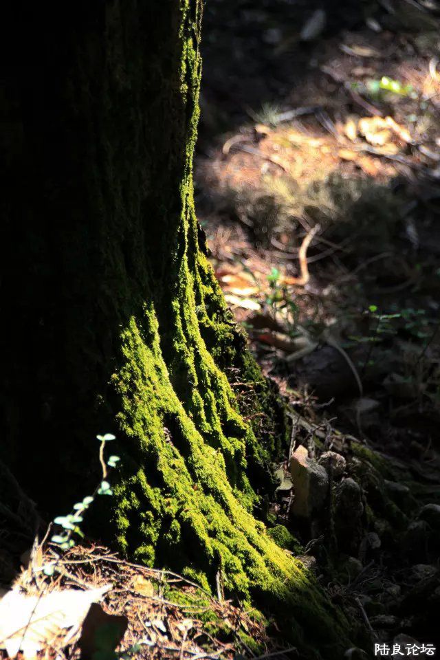 ͸�����ֵ���һĨ����