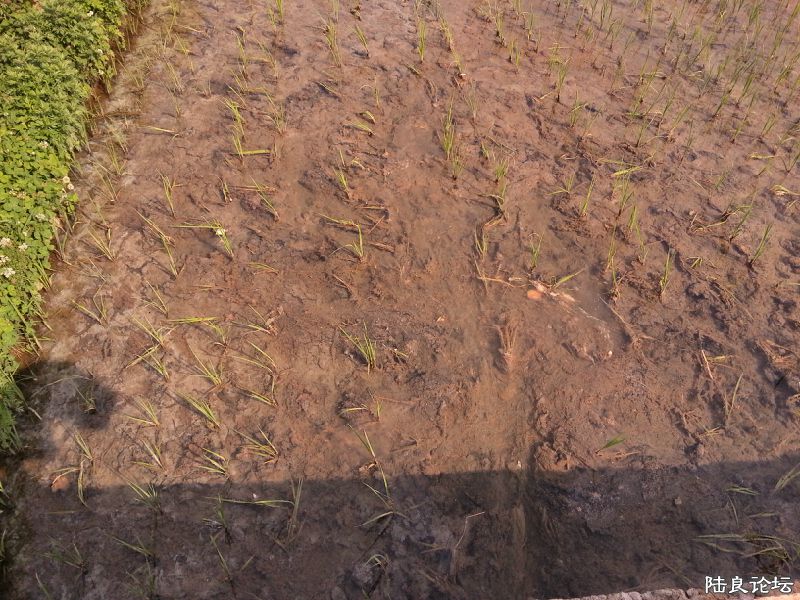 �ñ���Ⱦ��ˮ�������