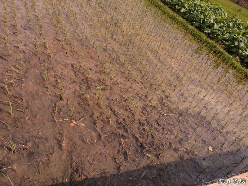 �ñ���Ⱦ��ˮ�������