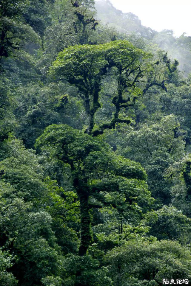 ��ľ����