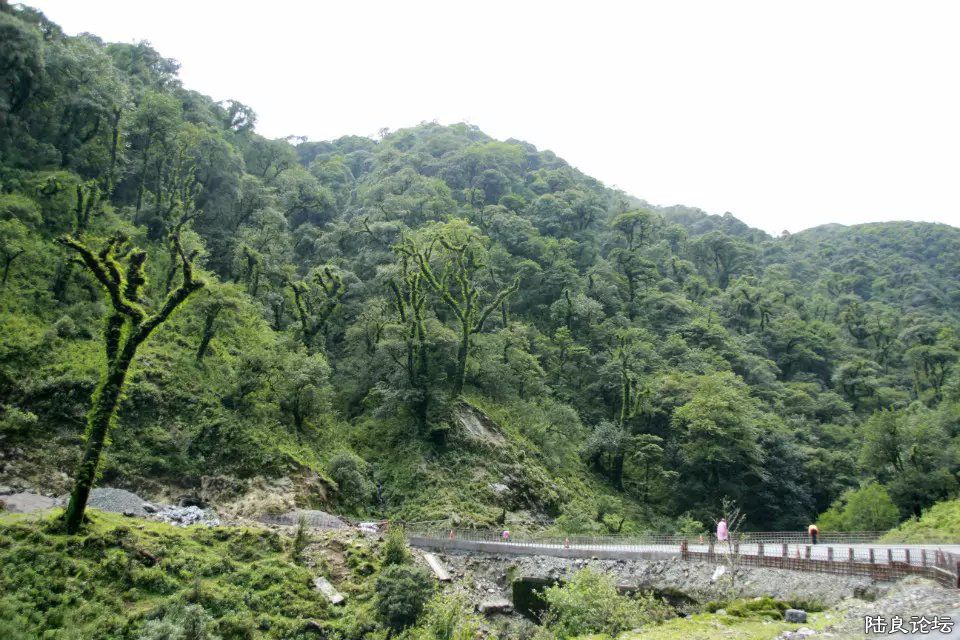 ·�Ե�ԭʼɭ��